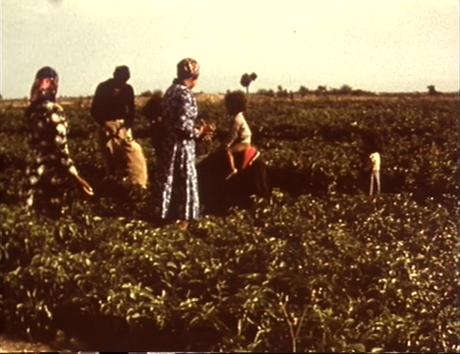 3 FEMMES PIONNIERES Les ménagères de l’agriculture, Sophie Ferchiou, 1975