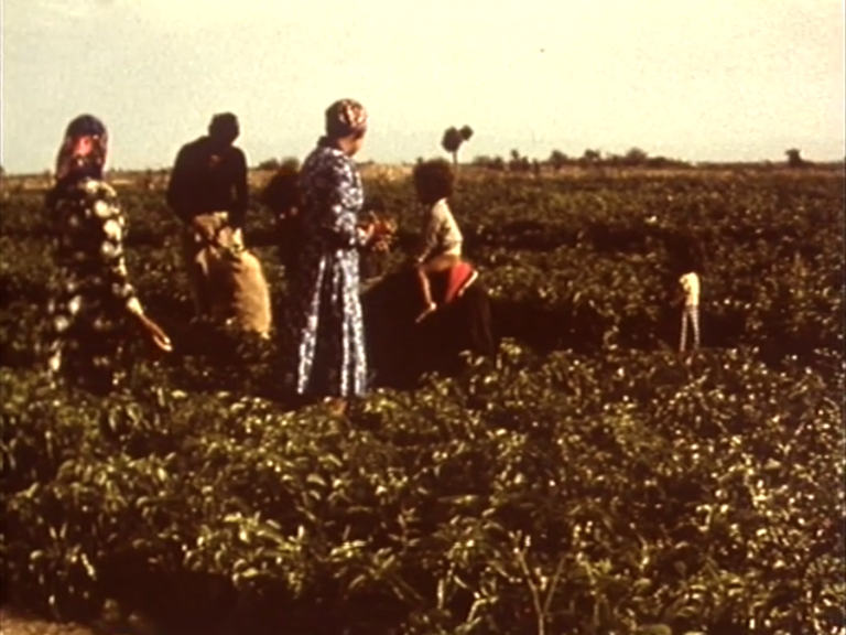 3 FEMMES PIONNIERES Les ménagères de l’agriculture, Sophie Ferchiou, 1975
