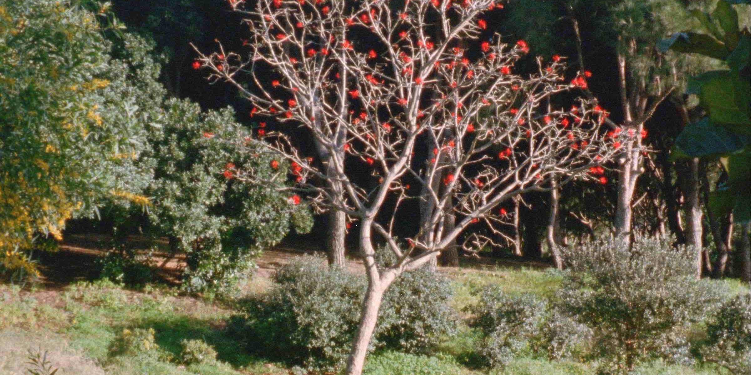 The Secret Garden_Still2_Nour Ouayda_small