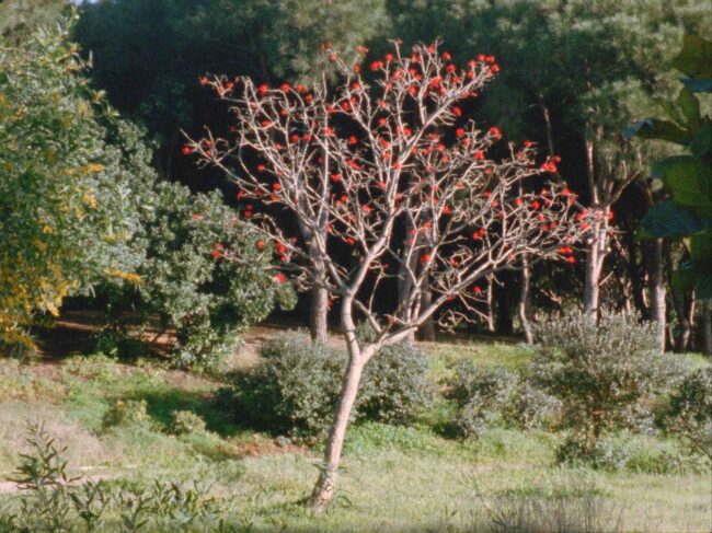 The Secret Garden_Still2_Nour Ouayda_small